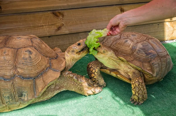 Pet turtle eating lettuce salad in Jurassic Turtles center on Madeira island, Porto Moniz. October 2021