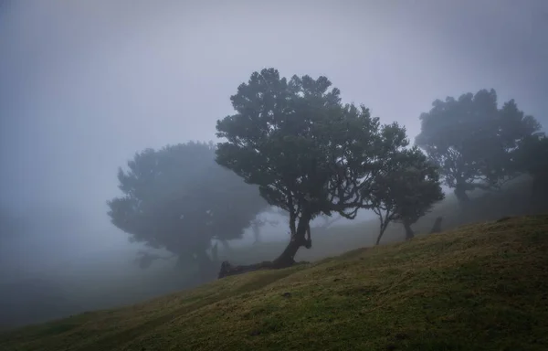 Matin Brumeux Dans Forêt Fanal Île Madère Portugal Octobre 2021 — Photo