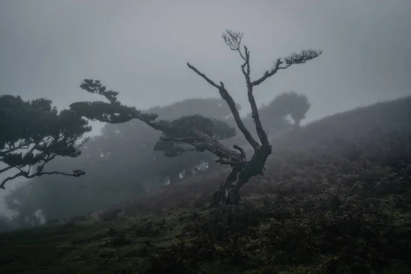 Туманное Утро Фанальском Лесу Остров Мадейра Португалия Октябрь 2021 — стоковое фото