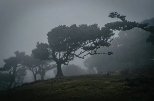 Mlhavé Mlhavé Ráno Fanalském Lese Ostrov Madeira Portugalsko Říjen 2021 — Stock fotografie