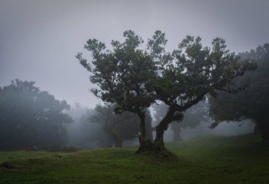 Fanal ormanında sisli bir sabah. Madeira Adası, Portekiz. Ekim 2021