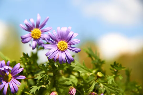 Purple flowers grow in the green grass — Stock Photo, Image