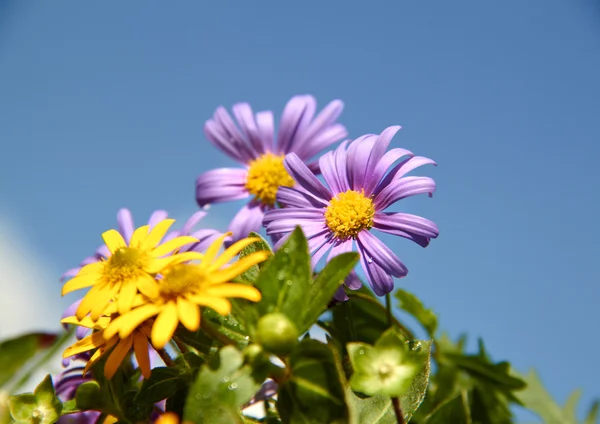 Yellow and violet flowers grow in garden — Stock Photo, Image