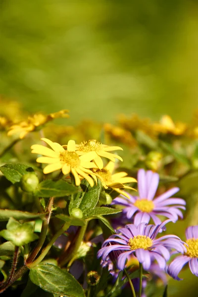 Gelbe und violette Blumen wachsen im Garten — Stockfoto