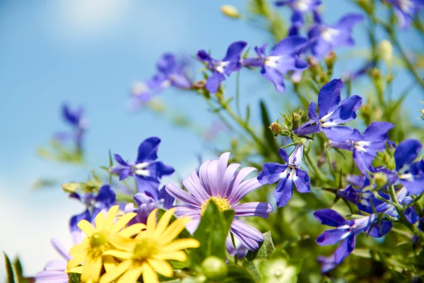 Blue and yellow flowers in the garden — Stock Photo, Image