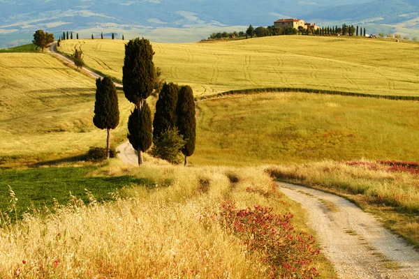 Colinas da Toscana pela manhã — Fotografia de Stock