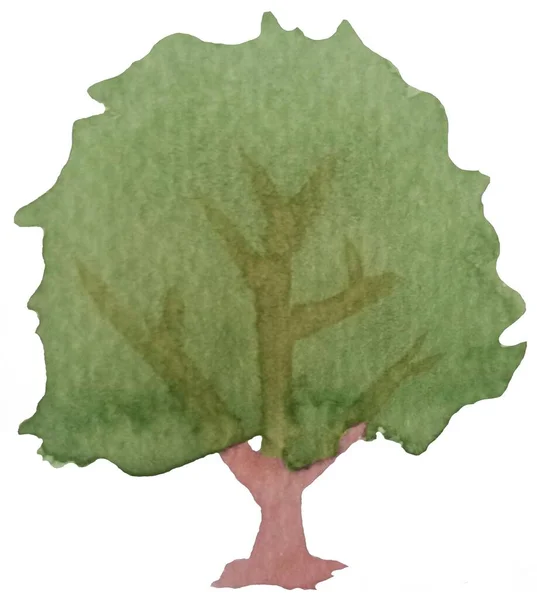 Aquarell Baum Isoliert Auf Weiß Baumpflanzenstrich Aquarell Handgezeichnete Malerei Auf — Stockfoto