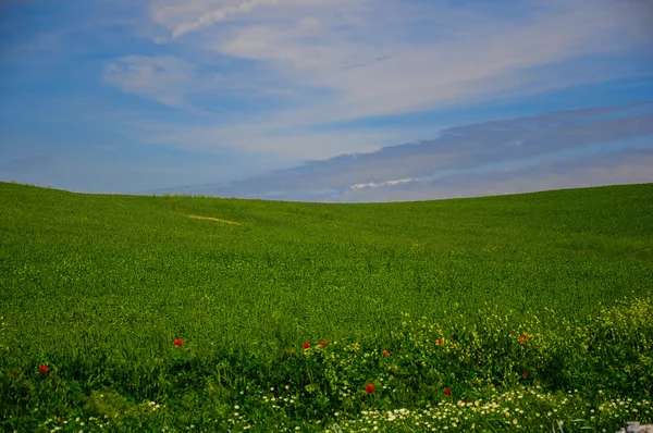 Pradera de verano —  Fotos de Stock