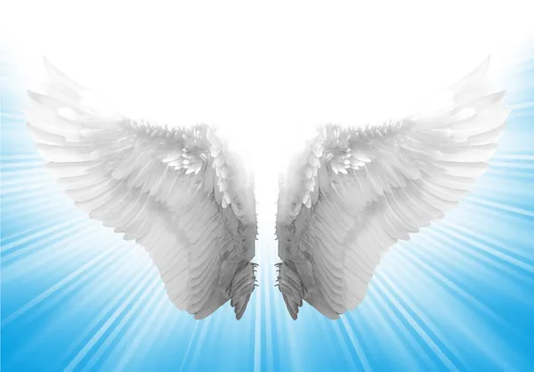 Angel wing — Stock Photo, Image