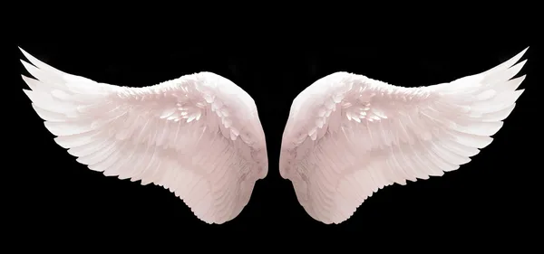 Angel wing — Stock Photo, Image