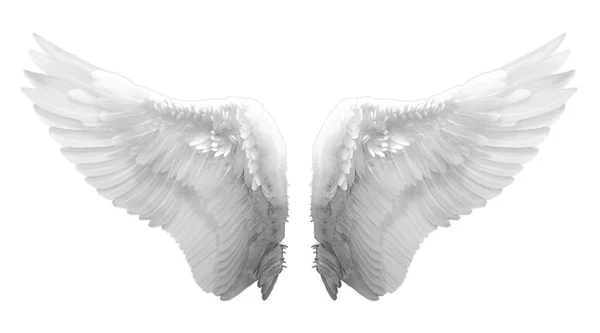 Angel wing — Stock Photo, Image