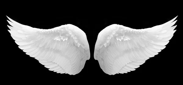 Angel wing — Stock Photo, Image