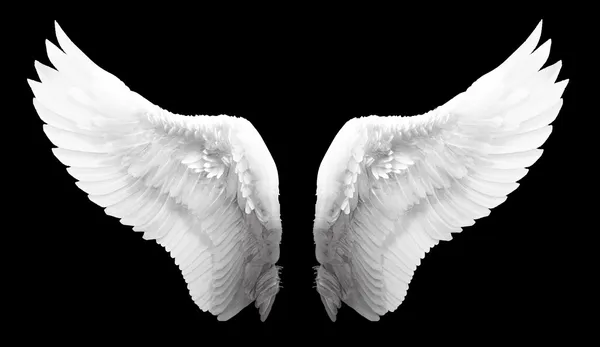 Angel wing — Stock Photo, Image