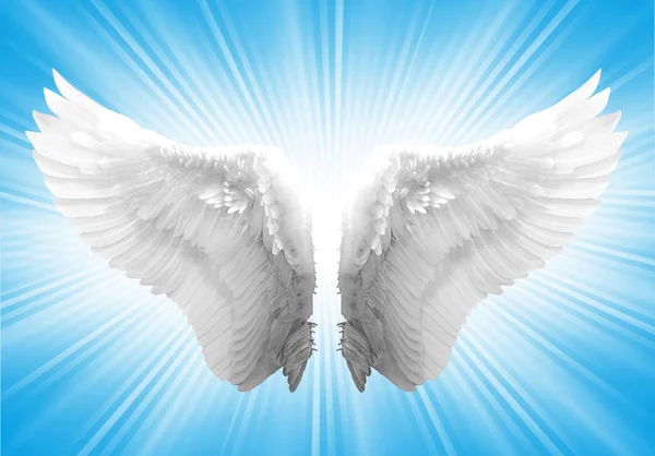 Angel wing — Stock Photo, Image