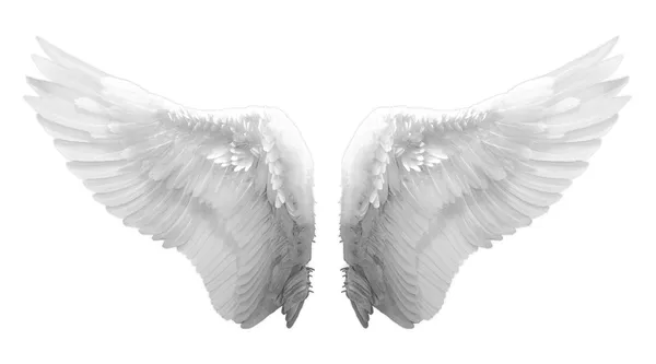 Angel wing — Stock Photo, Image