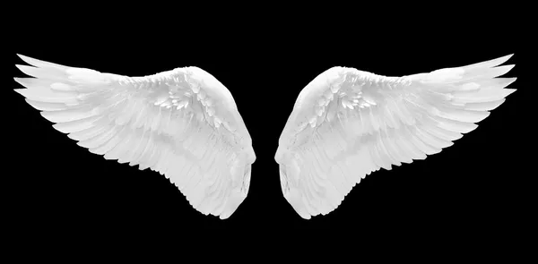 White angel wing — Stock Photo, Image