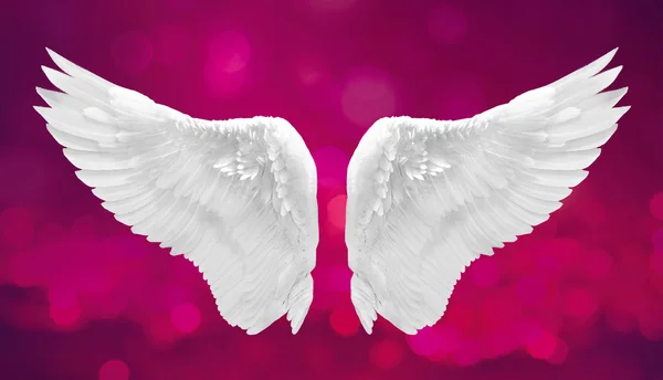 Beyaz melek kanadı — Stok fotoğraf