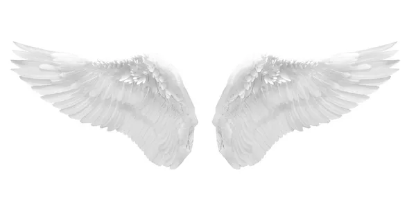 White angel wing Stock Picture