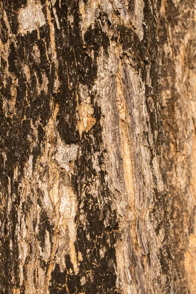 Superficie del árbol, corteza —  Fotos de Stock