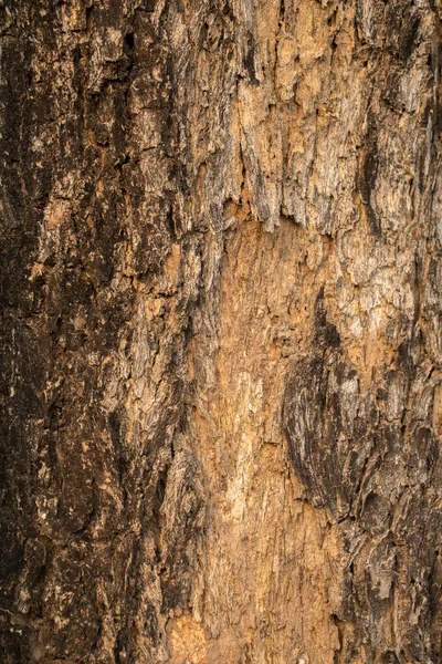 Superficie del árbol, corteza —  Fotos de Stock