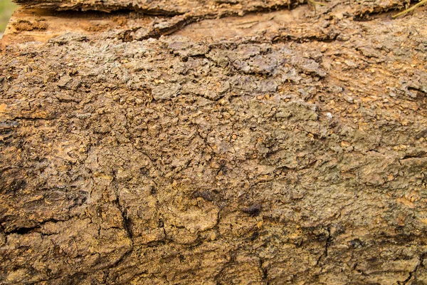 Tree surface,bark — Stock Photo, Image