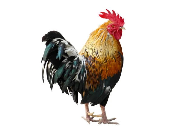 Tailandia gallo de pollo macho aislado — Foto de Stock