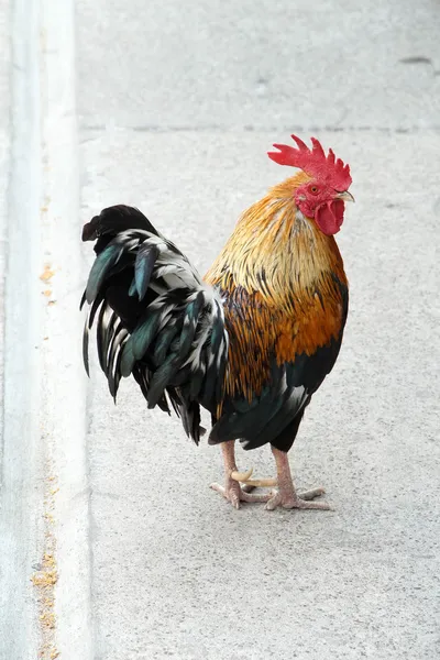 Thailand mannelijke kip haan geïsoleerd — Stockfoto