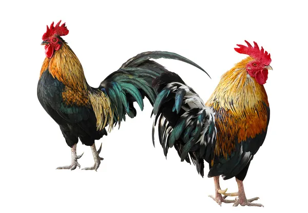 Thailandia maschio gallina gallo isolato — Foto Stock