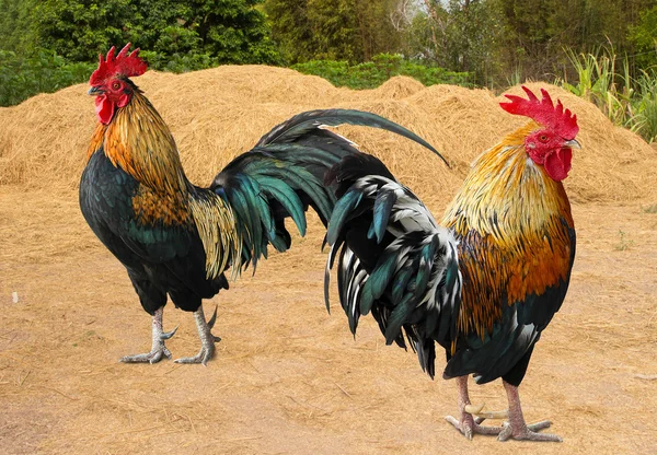 Thaiföld hím csirke kakas izolált — Stock Fotó