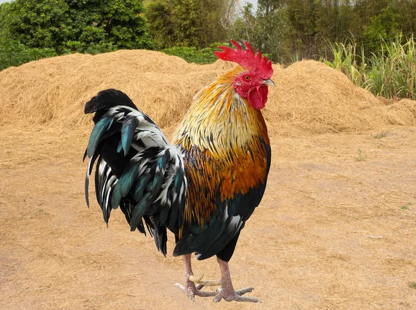 Tailandia gallo de pollo macho aislado — Foto de Stock