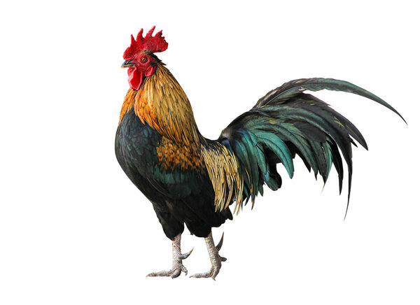 Thailand male chicken rooster isolated
