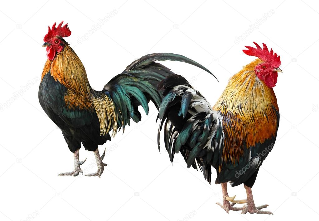 Thailand male chicken rooster isolated