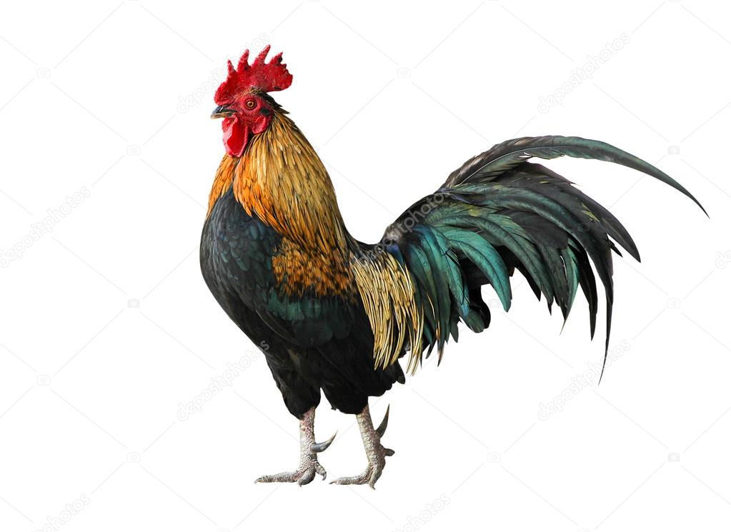 Thailand male chicken rooster isolated