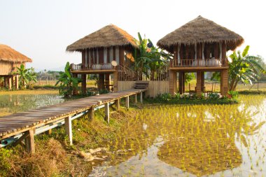 Vang vieng, laos, yeşil pirinç tarlaları ve dağlar