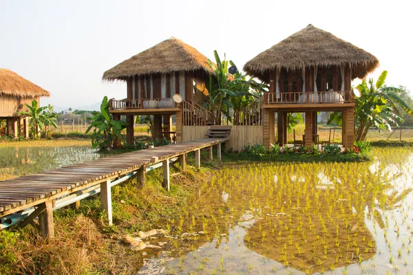 Vang Vieng, Laos, areas of green rice fields and mountains — Stock Photo, Image