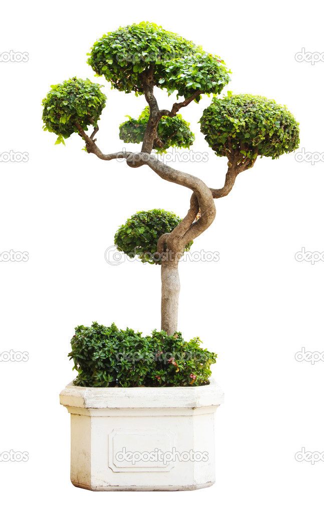 Ornamental Small green decorative tree