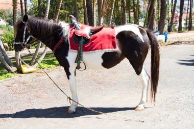 siyah-beyaz binek atı