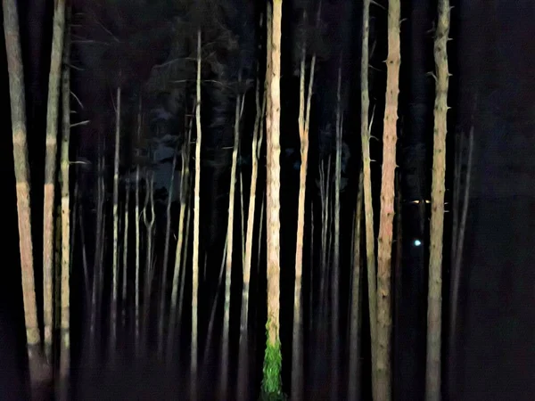 Cyfrowy Obraz Kolorystyczny Nocnego Spojrzenia Sosnowego Lasu Północnej Skandynawii — Zdjęcie stockowe