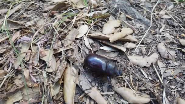 Video Eines Schwarzen Käfers Der Schnell Auf Dem Boden Läuft — Stockvideo