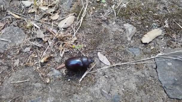 Video Eines Schwarzen Käfers Der Schnell Auf Dem Boden Läuft — Stockvideo