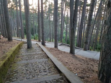 Ormana giden bir merdivenin ortasında büyüyen bir ağacın fotoğrafı..