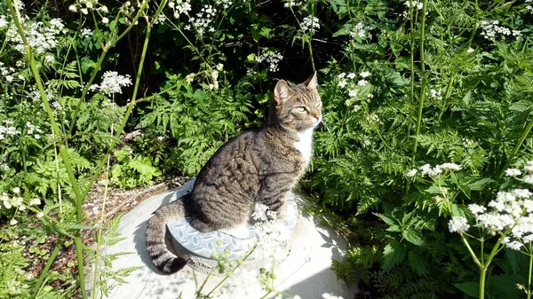 Kot Pręgowany Siedzi Cicho Studzience Pośród Kwiatów Ogrodzie — Zdjęcie stockowe