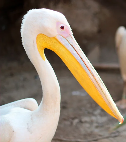 Il cigno felice — Foto Stock