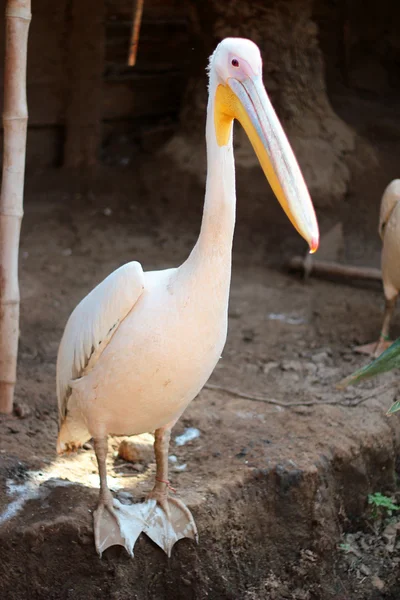 Il cigno felice — Foto Stock