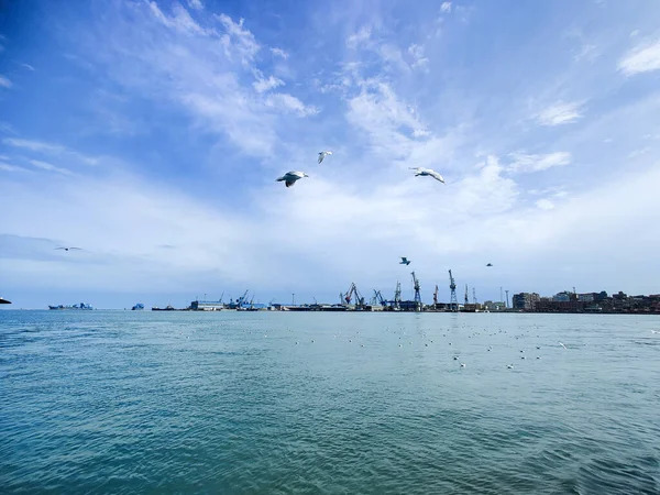 Gaivotas Voando Pescando Lado Mar Com Fundo Oceano Céu Azul — Fotografia de Stock