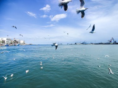 Okyanus ve mavi gökyüzü arka plan ile deniz yanında Balık tutma ve uçan martılar