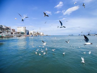 Okyanus ve mavi gökyüzü arka plan ile deniz yanında Balık tutma ve uçan martılar