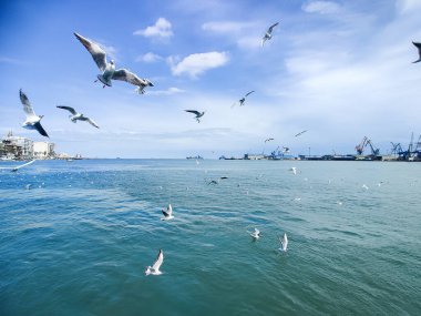 Okyanus ve mavi gökyüzü arka plan ile deniz yanında Balık tutma ve uçan martılar