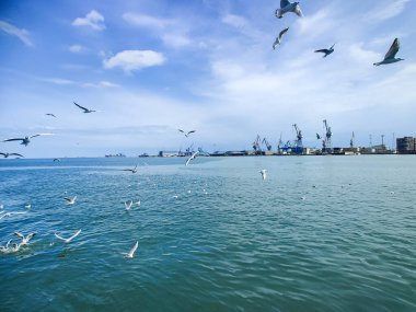 Okyanus ve mavi gökyüzü arka plan ile deniz yanında Balık tutma ve uçan martılar