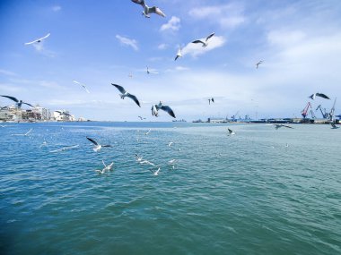 Okyanus ve mavi gökyüzü arka plan ile deniz yanında Balık tutma ve uçan martılar